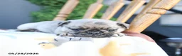 Pug dogs for sale: Lottie - Ad 2