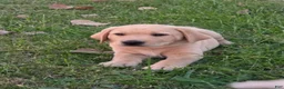 Labrador Retriever dogs for sale: Meet Your New Best Friend! Beautiful Yellow Male Labrador Retriever Puppies Available 💛 - Ad 46