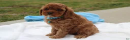 Cavapoo dogs for sale: Dexter  - Ad 6
