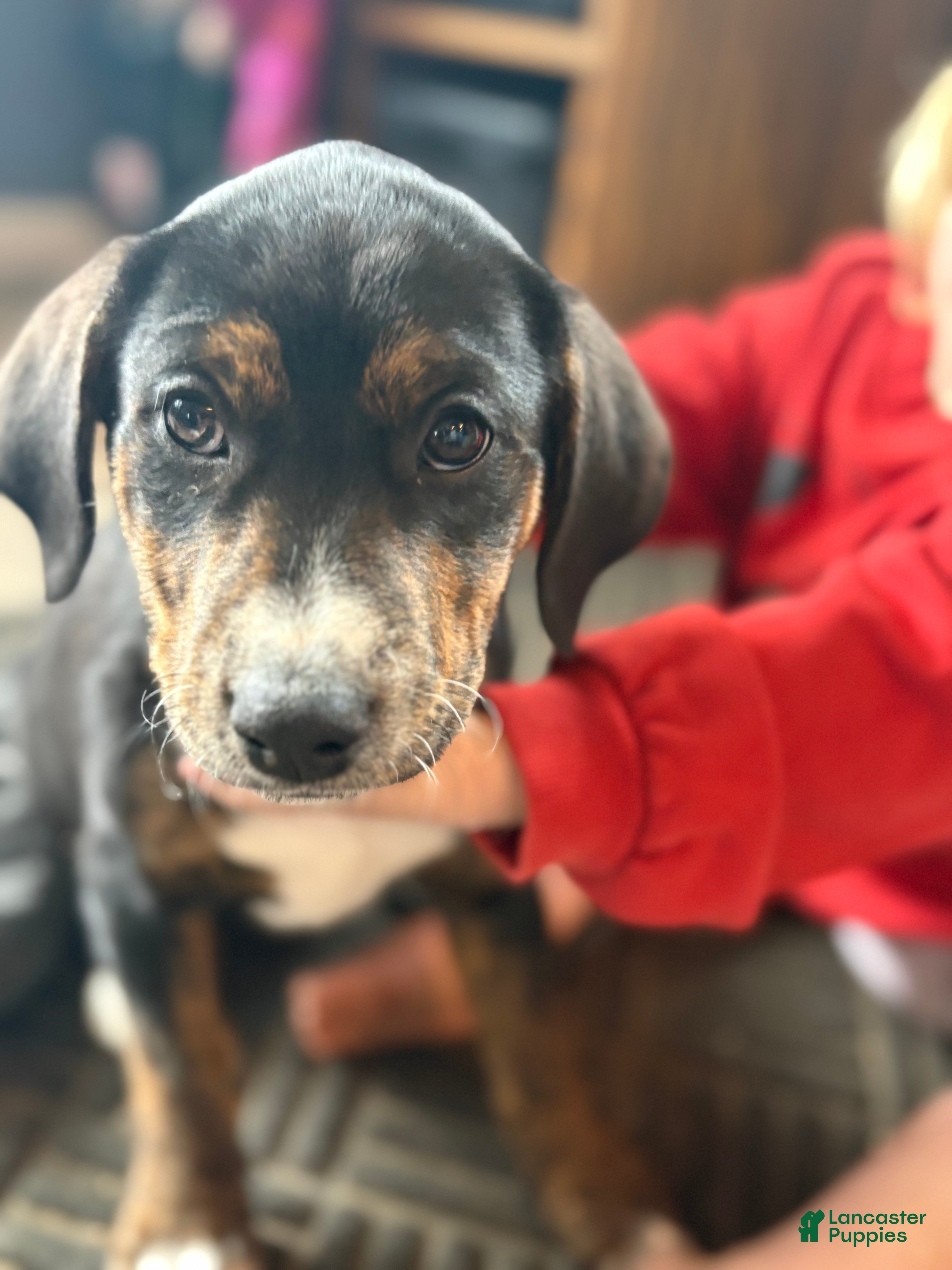 Mixed Breed dogs Esme - Ad 24