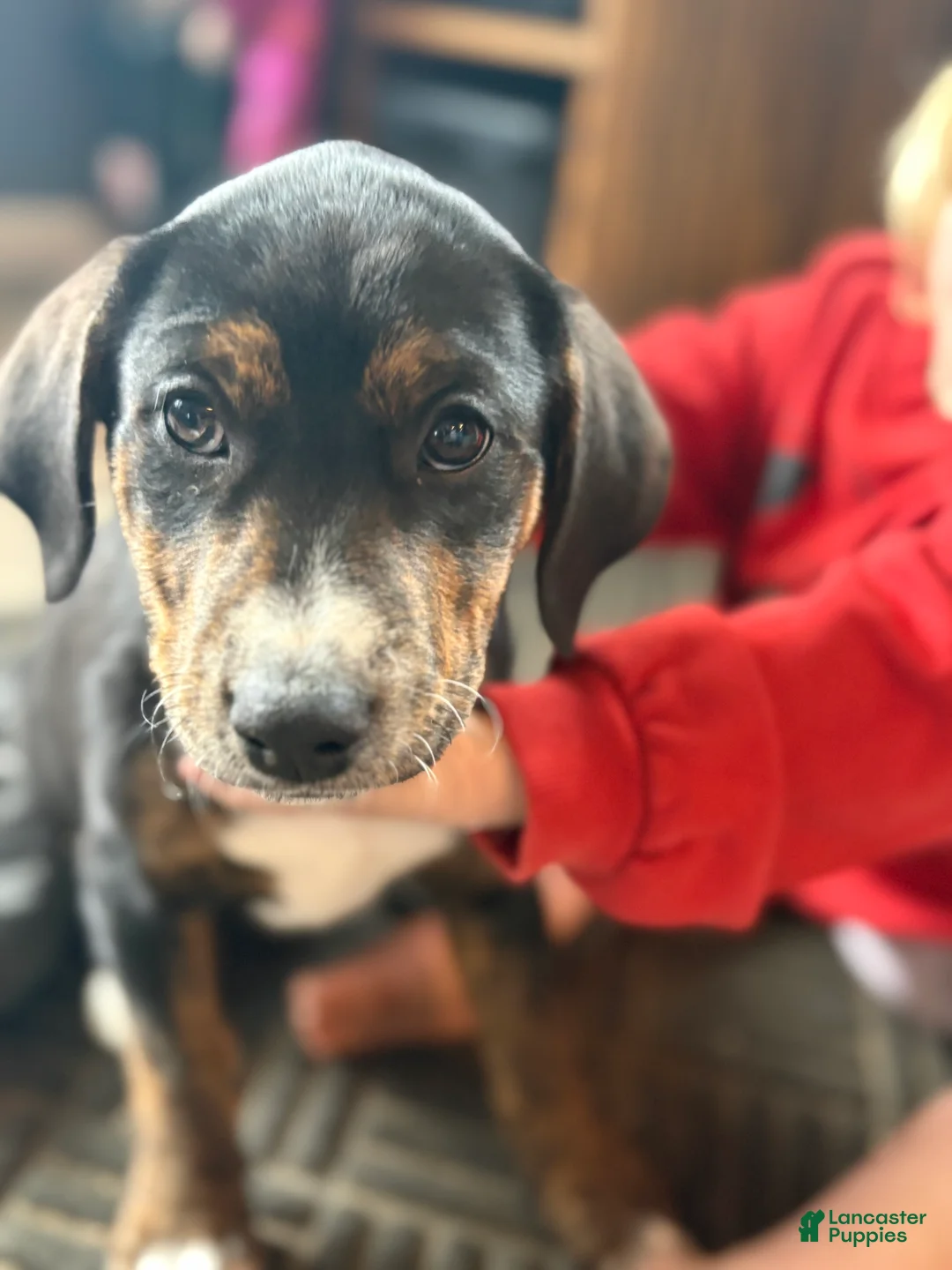 Mixed Breed dogs for sale: Esme - Ad 1