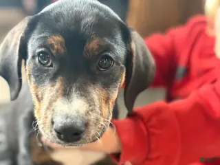 Mixed Breed dogs Esme - Ad 24