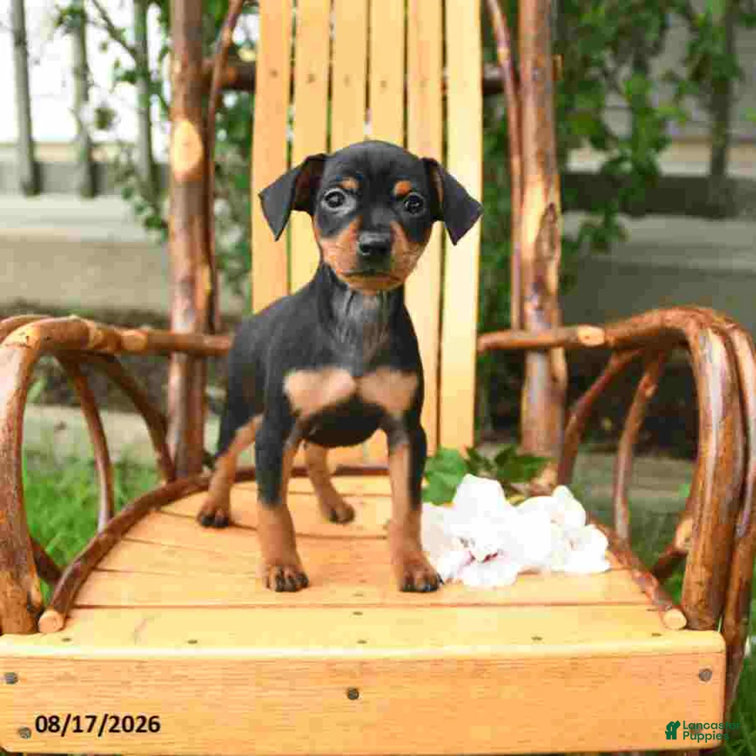 Miniature Pinscher dogs for sale: Tulip - Ad 2