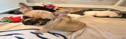 French Bulldog dogs for sale: Nova - Ad 3
