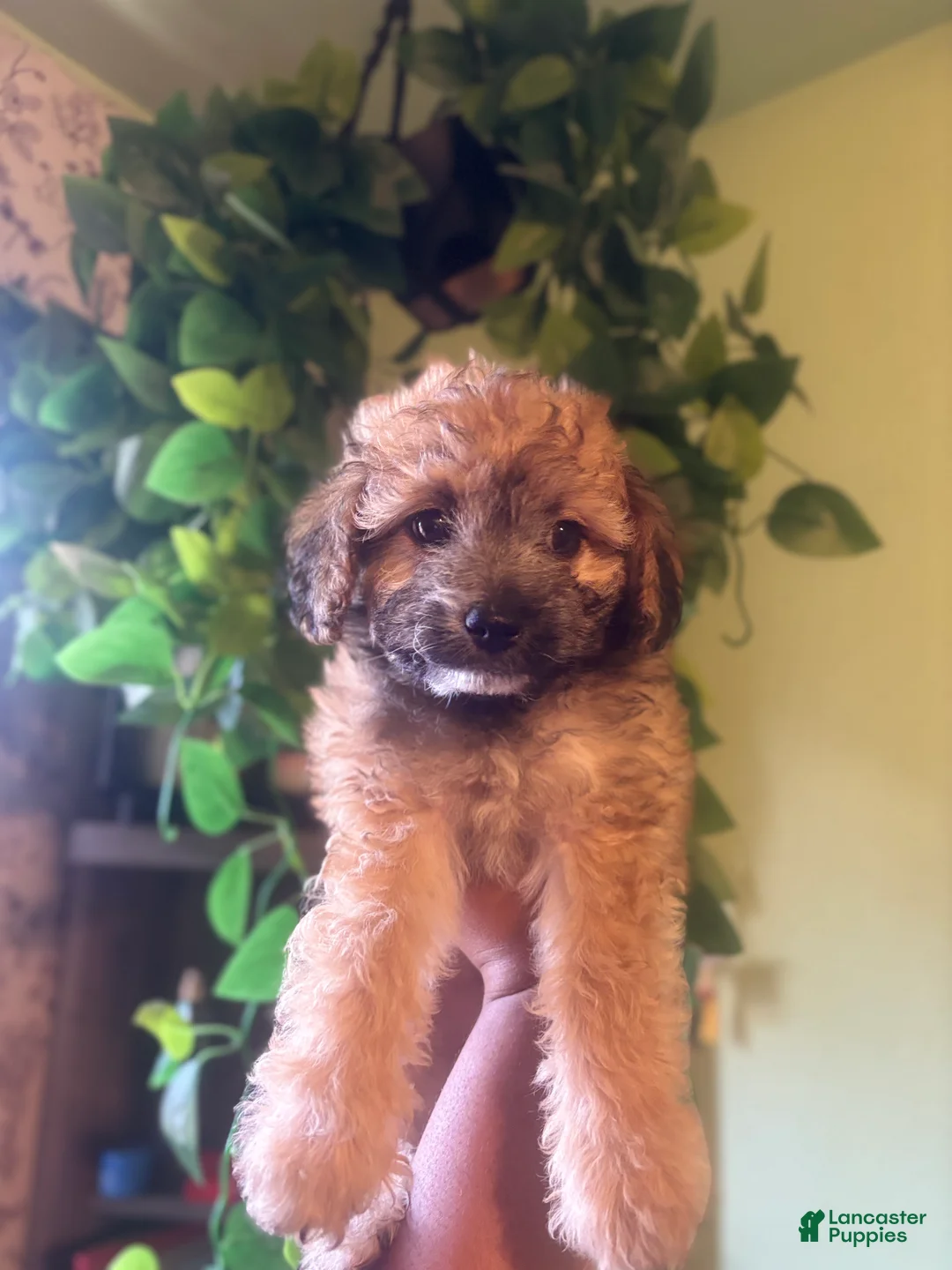 Maltipoo dogs for sale: Kai - Ad 2