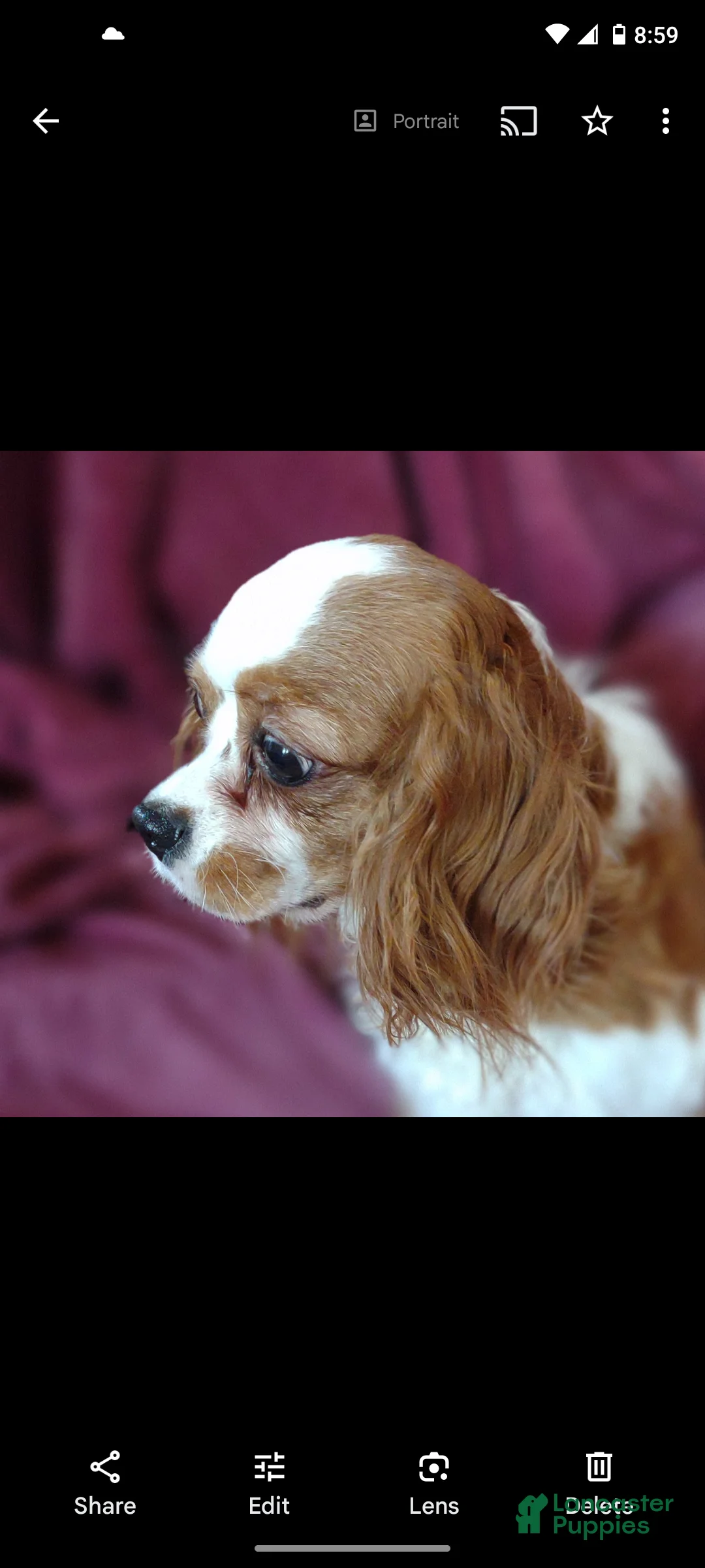 Cavapoo dogs for sale: Claire - Ad 7