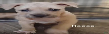 American Pit Bull Terrier 1
