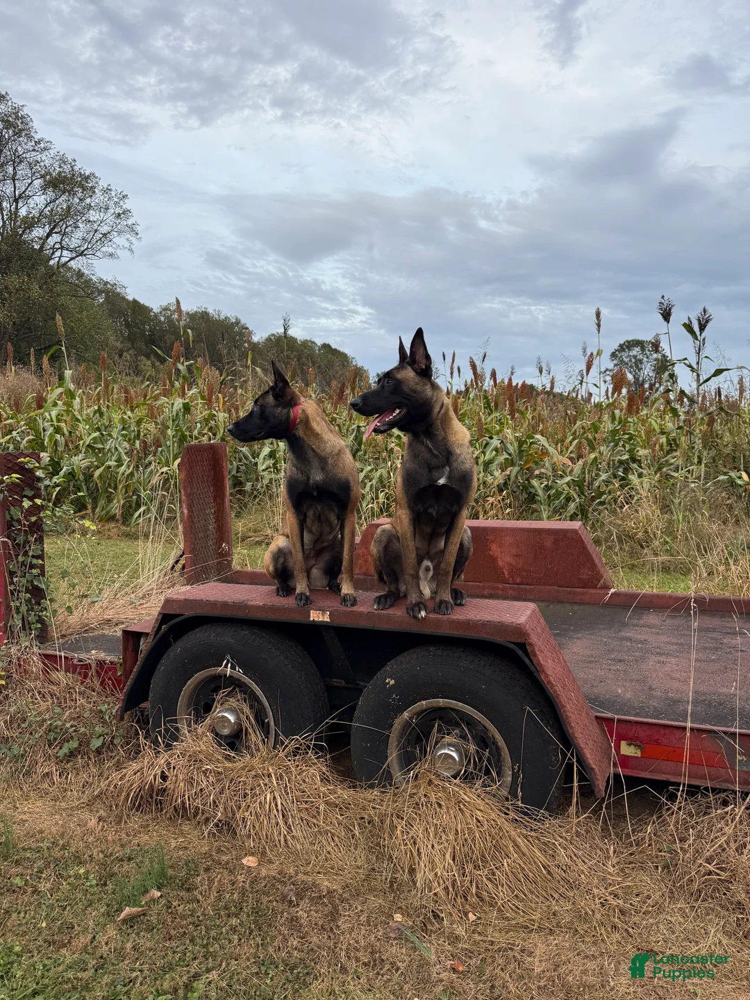 Belgian Malinois dogs for sale: Belgian Malinois Puppy 7 - Ad 11