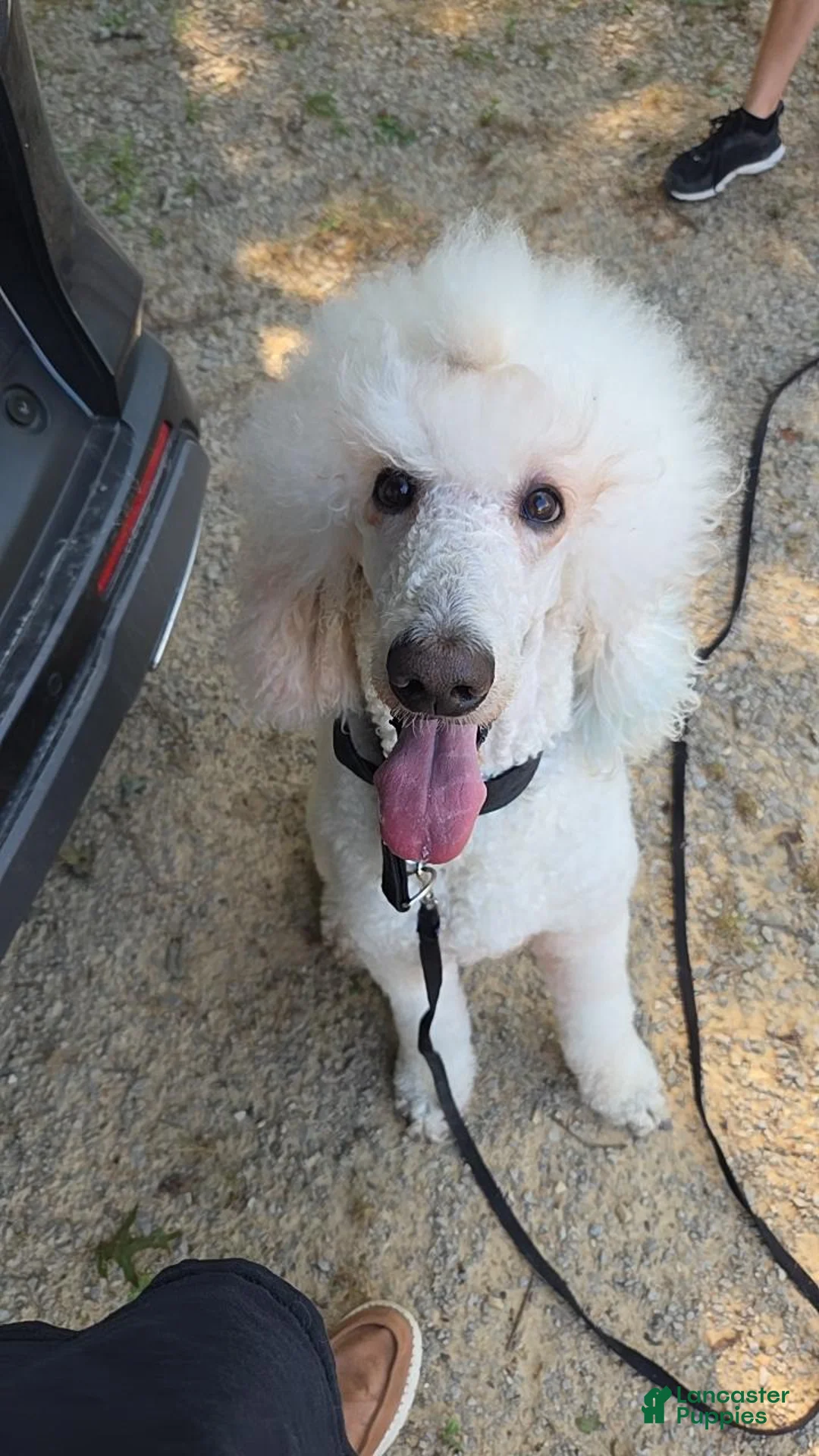 Standard Poodle dogs for sale: Achilles - Ad 14