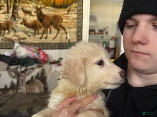 Siberian Husky dogs Siberian Husky Puppy 5 - Ad 20