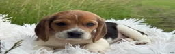 Beagle dogs for sale: Addie - Ad 11