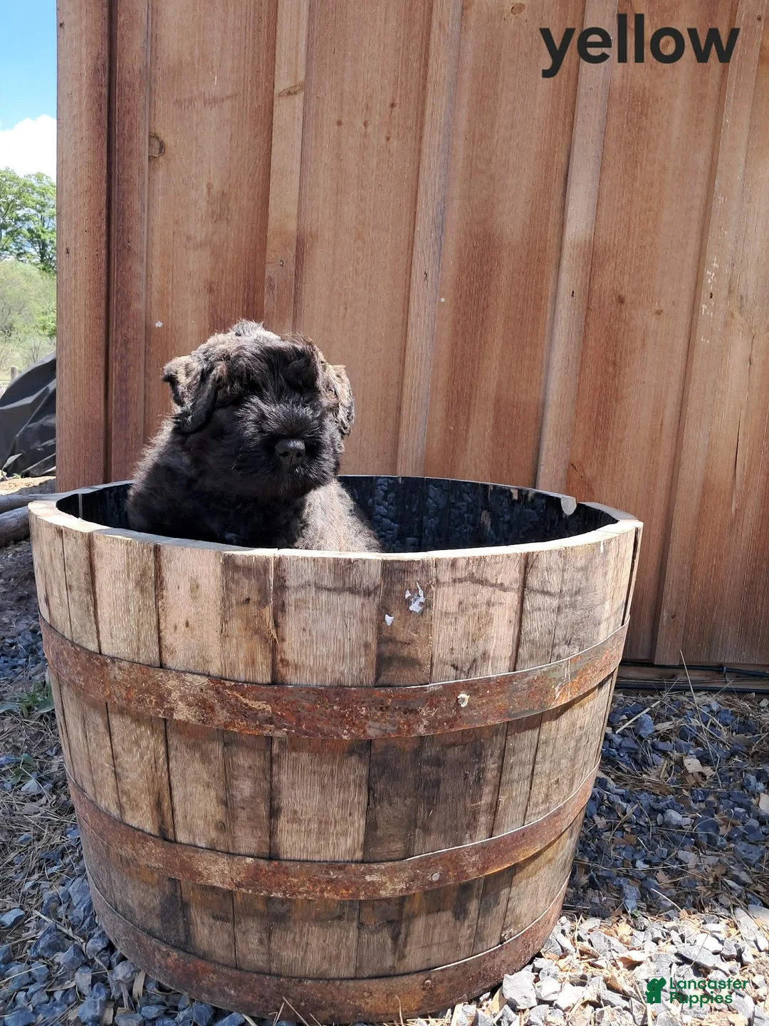 Bouvier Des Flandres dogs for sale: Bouvier Des Flandres Puppy 1 - Ad 1