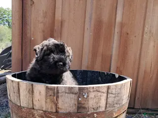 Bouvier Des Flandres dogs Bouvier Des Flandres Puppy 1 - Ad 2