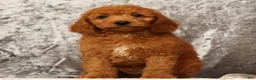 Mini Goldendoodle dogs for sale: Tinker - Ad 9