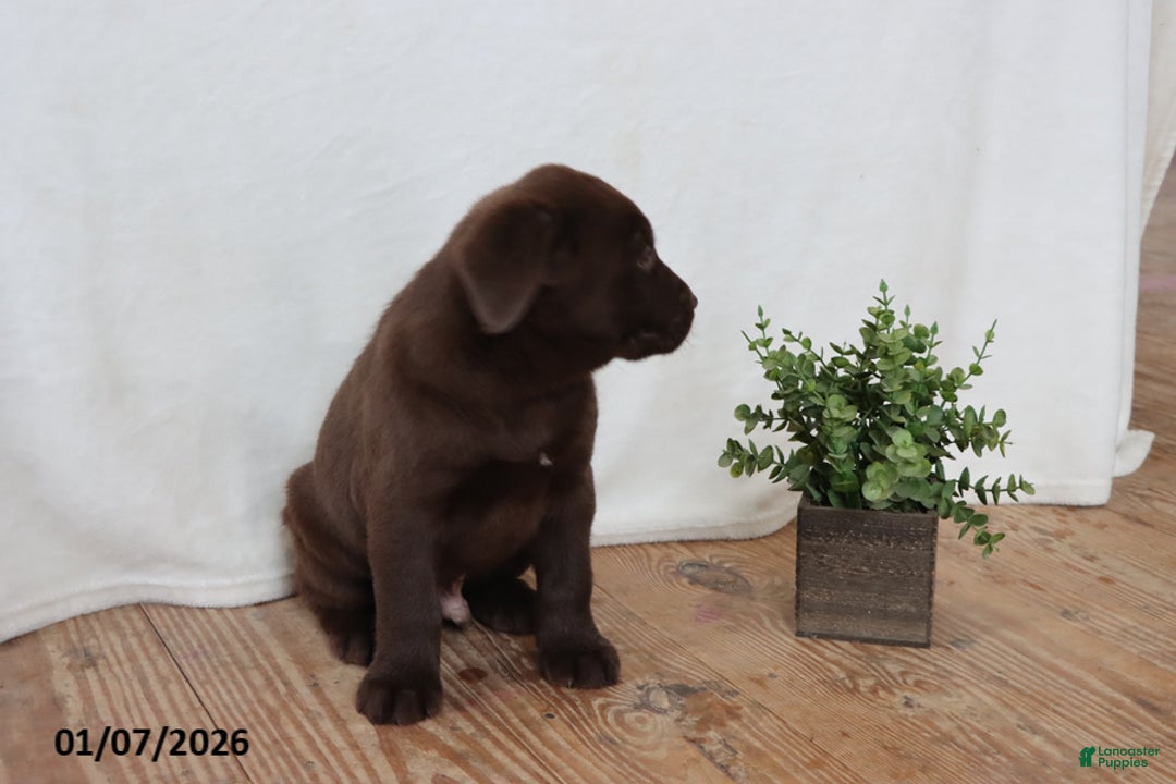 Labrador Retriever dogs for sale: Fudge - Ad 8