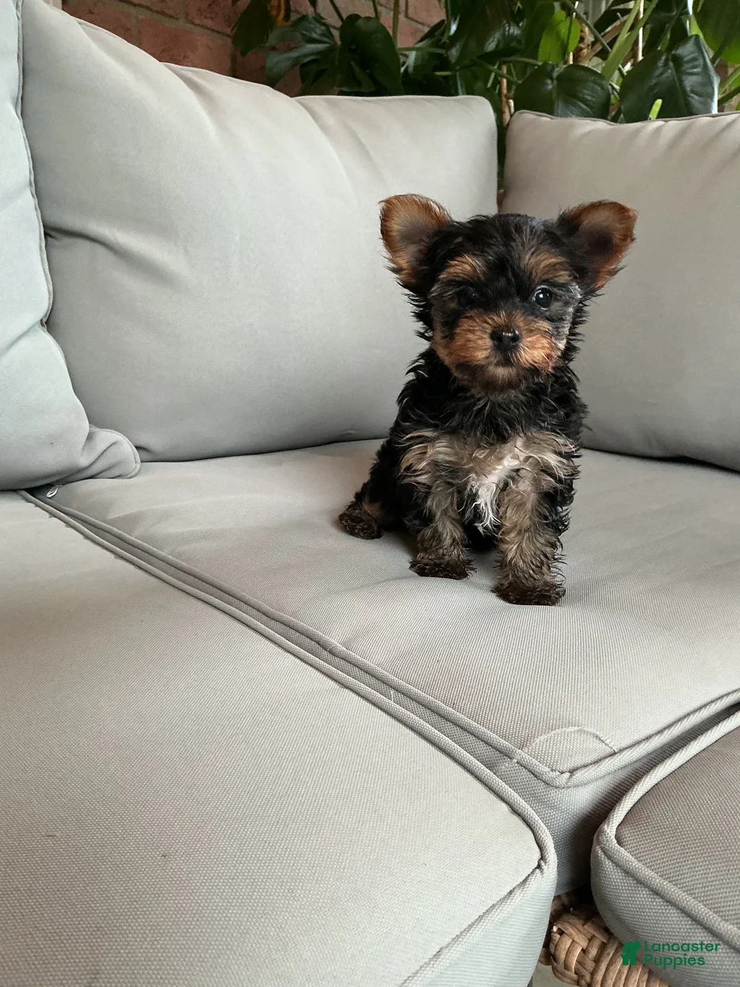 Yorkshire Terrier dogs for sale: Sophie - Ad 1