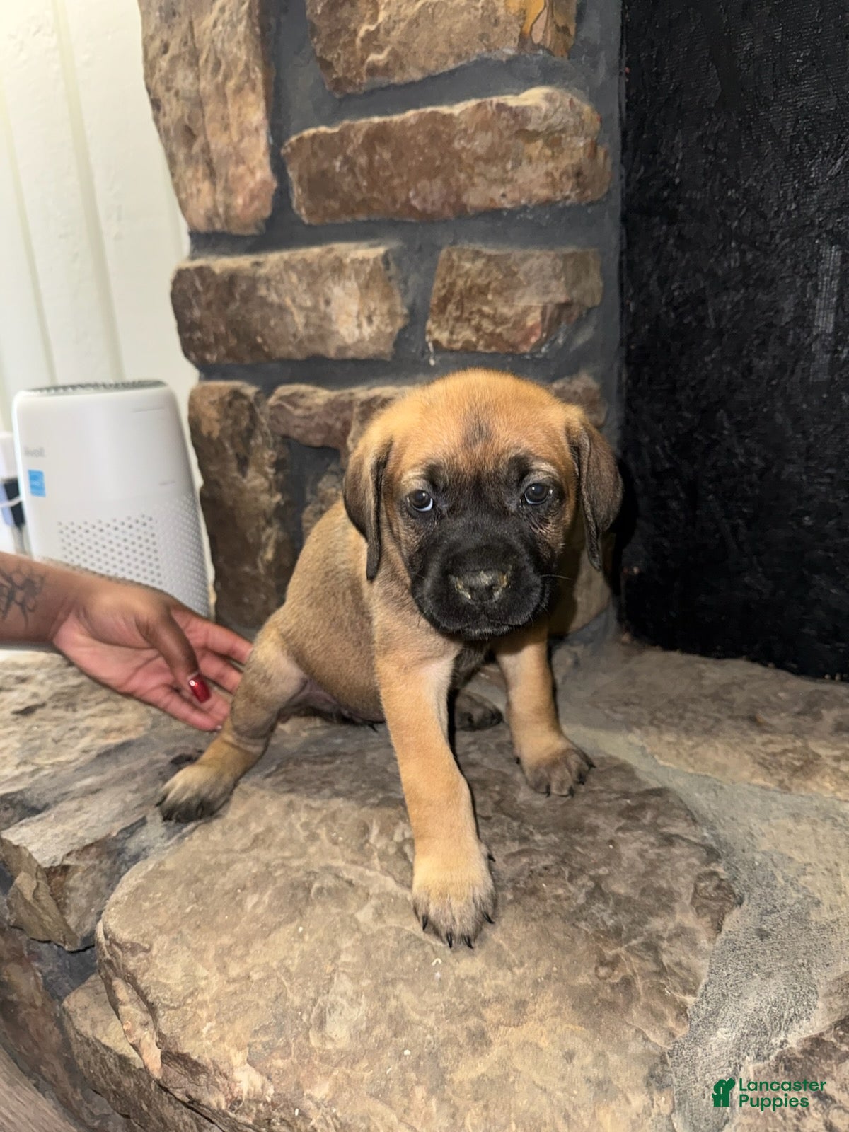 Cane Corso dogs for sale:  Freya_Female - Ad 1