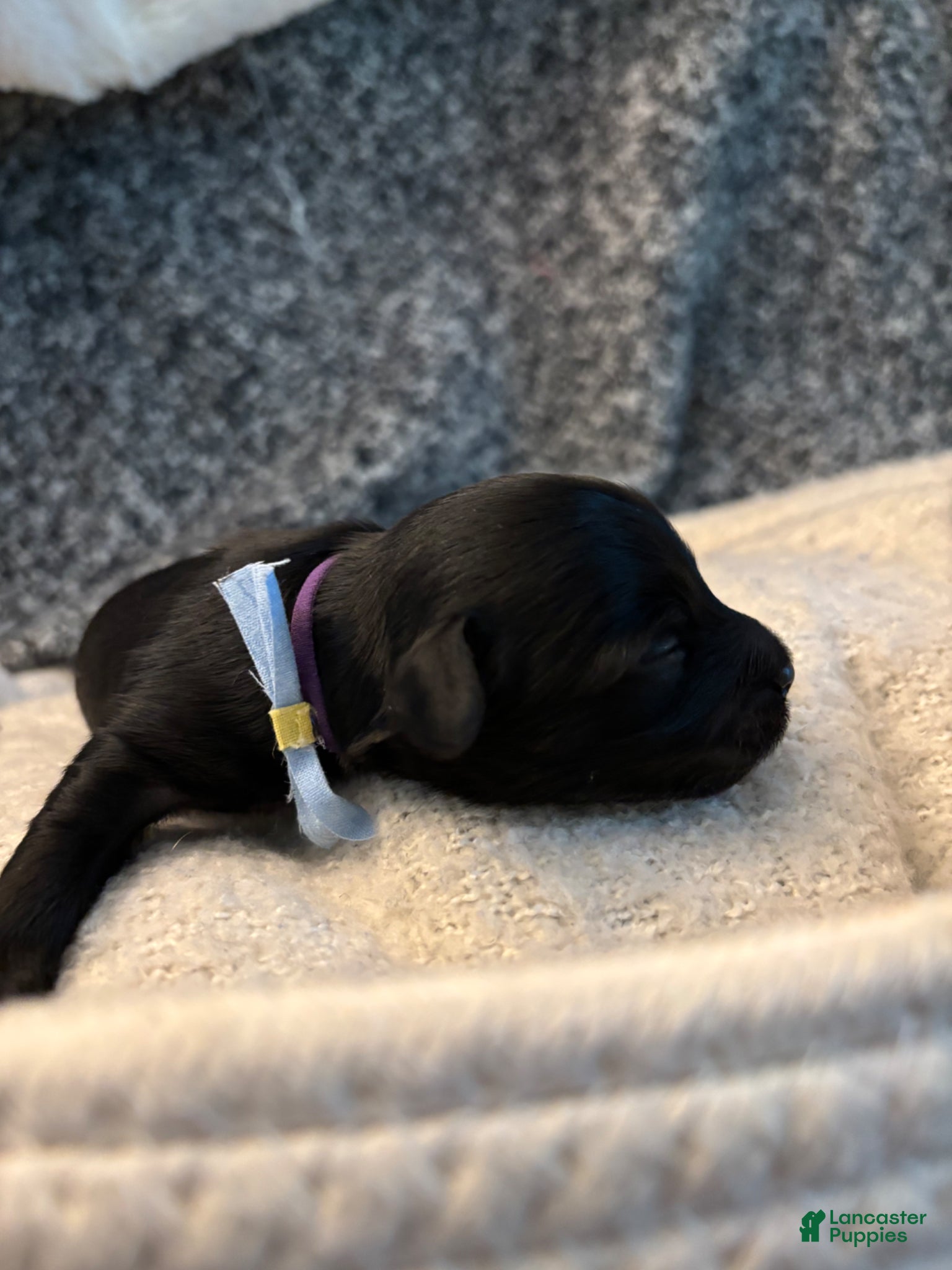 Yorkiepoo dogs Mushu - Ad 2