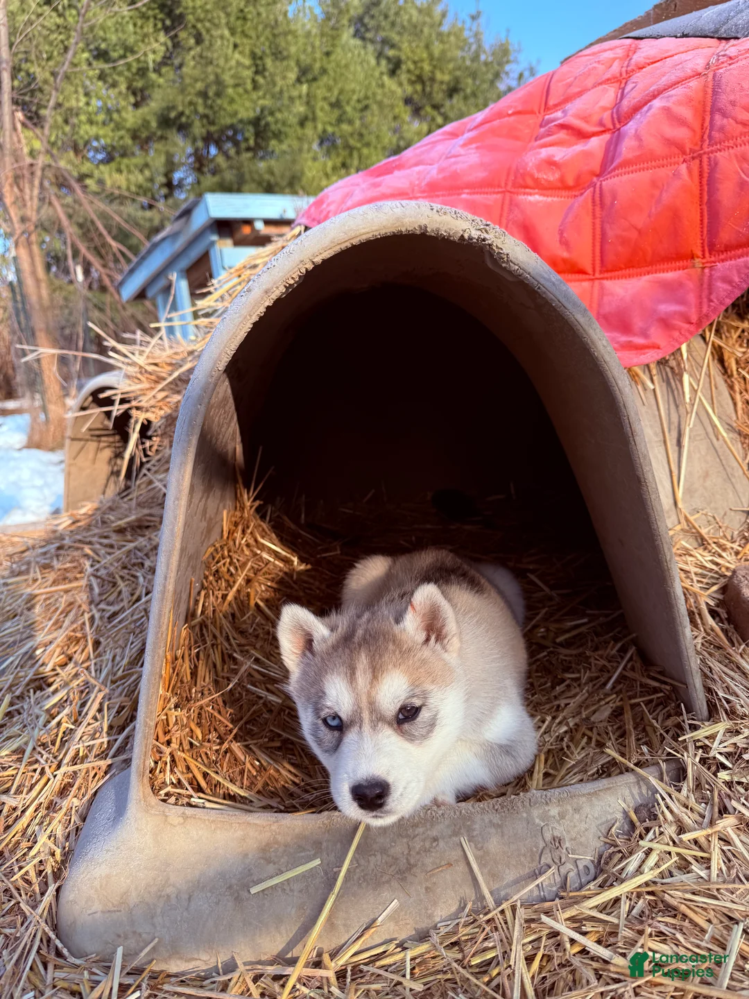 Siberian Husky dogs for sale: Zoe - Ad 12