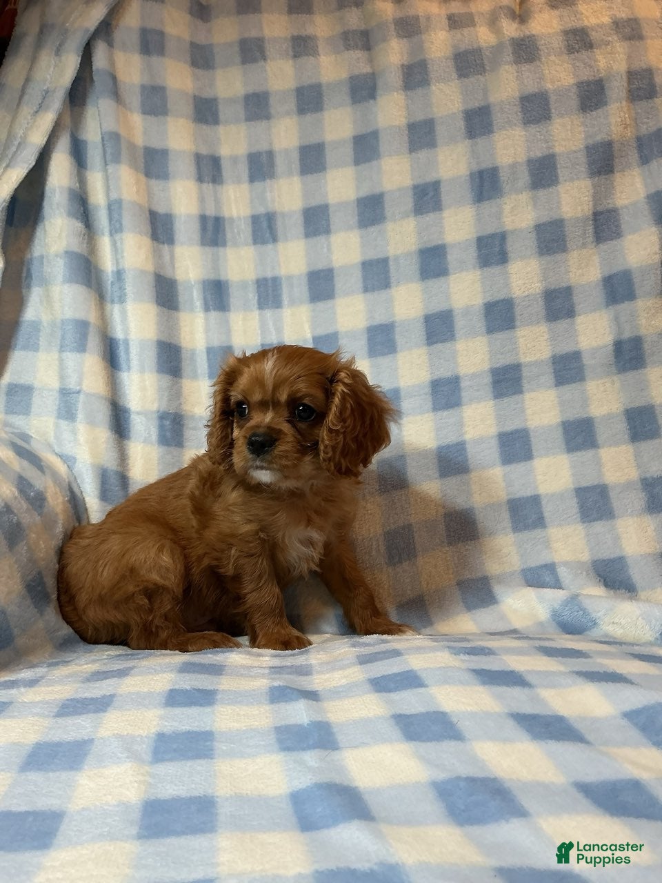 Cavapoo dogs Butch - Ad 2