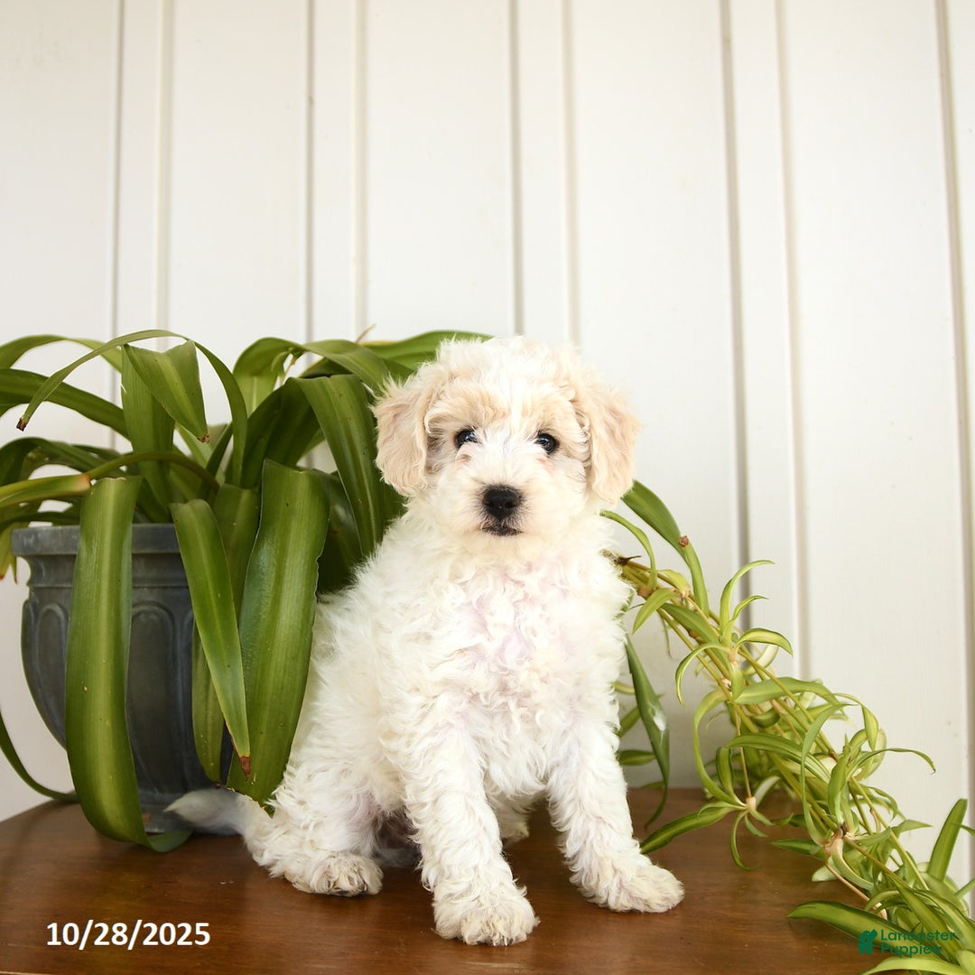 Bichpoo dogs for sale: Bravo - Ad 4