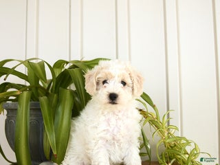 Bichpoo dogs - Ad 16