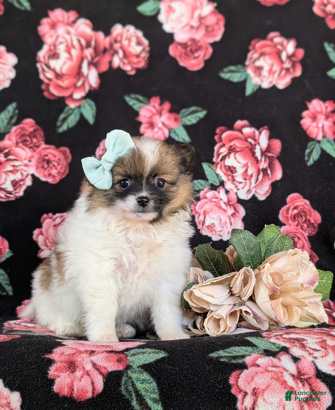 Pomeranian dogs for sale: Elayna - Ad 5