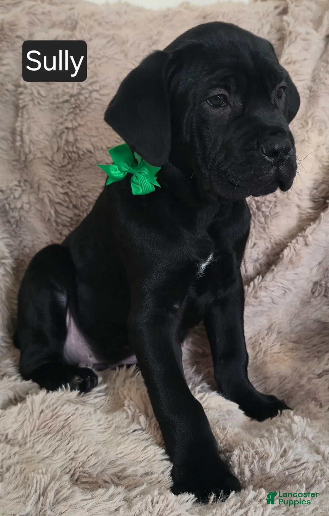 Cane Corso dogs for sale: Sully - Ad 2