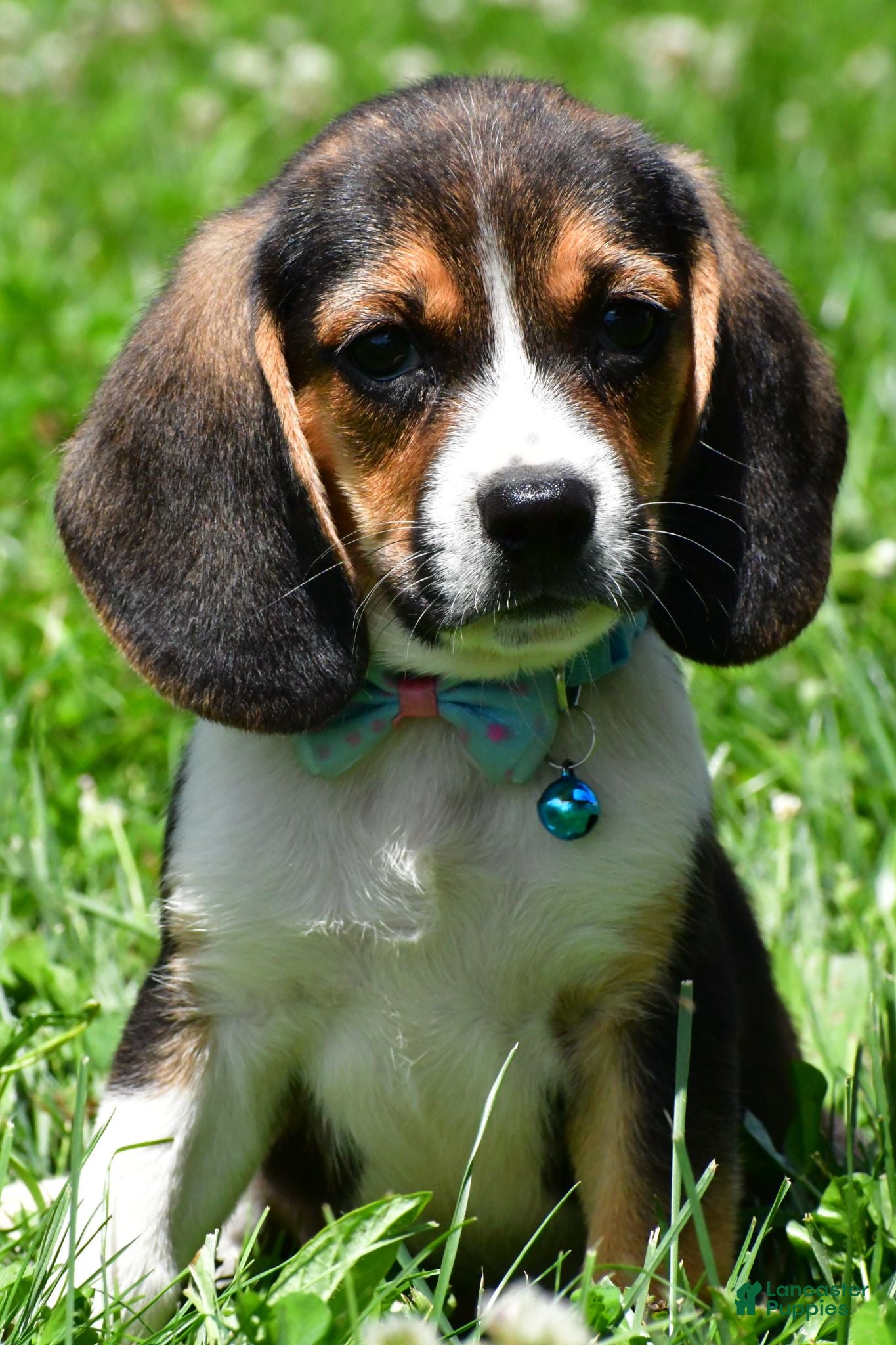 Beagle dogs Ved - Ad 2
