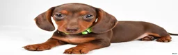 Miniature Dachshund dogs for sale: Alex - Ad 1