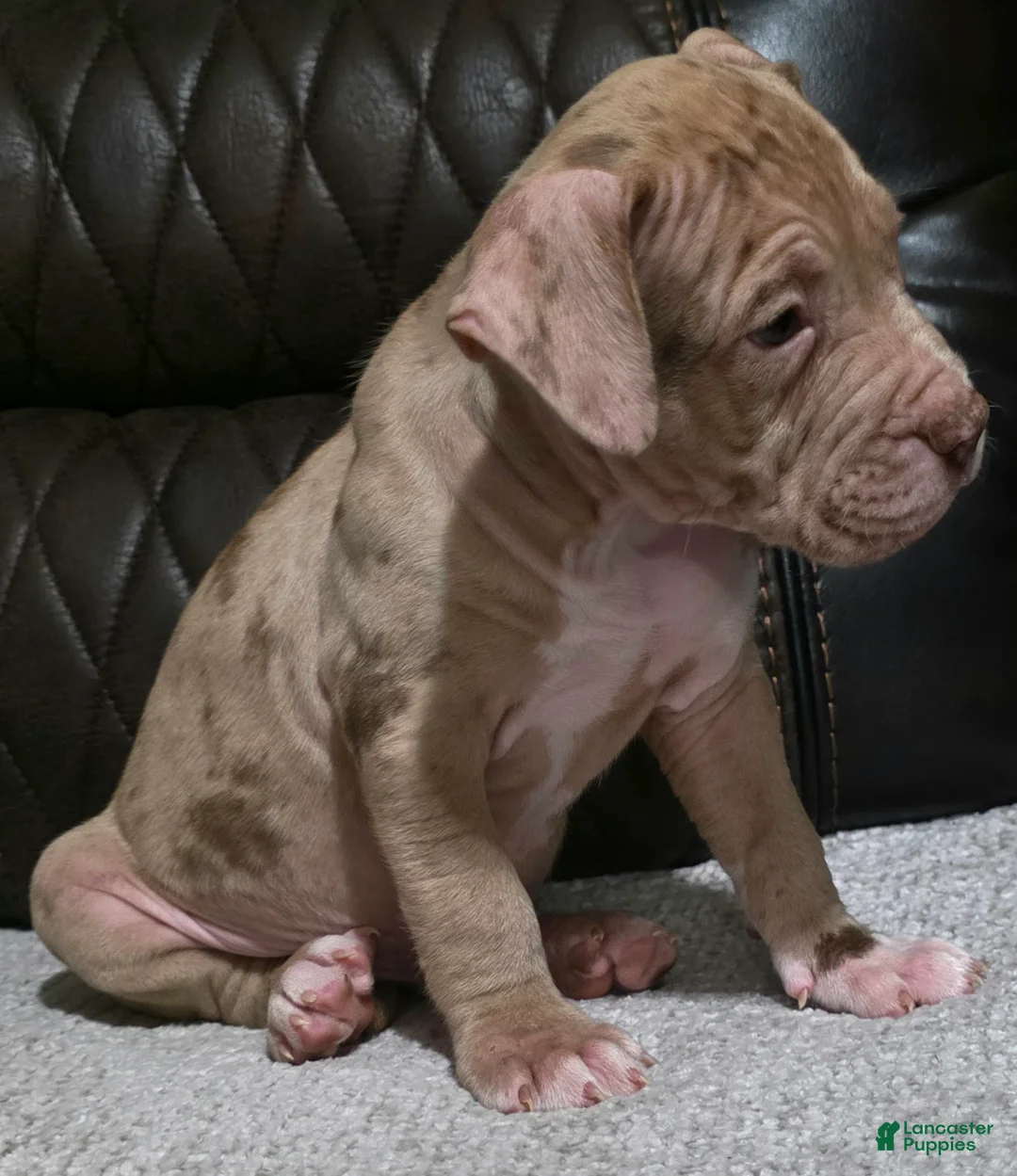 American Pit Bull Terrier dogs for sale: BALBOA  - Ad 2
