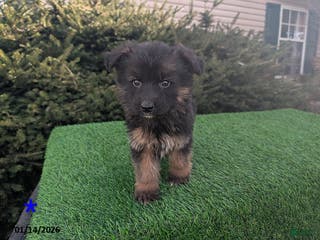 German Shepherd dogs Mason - Ad 31