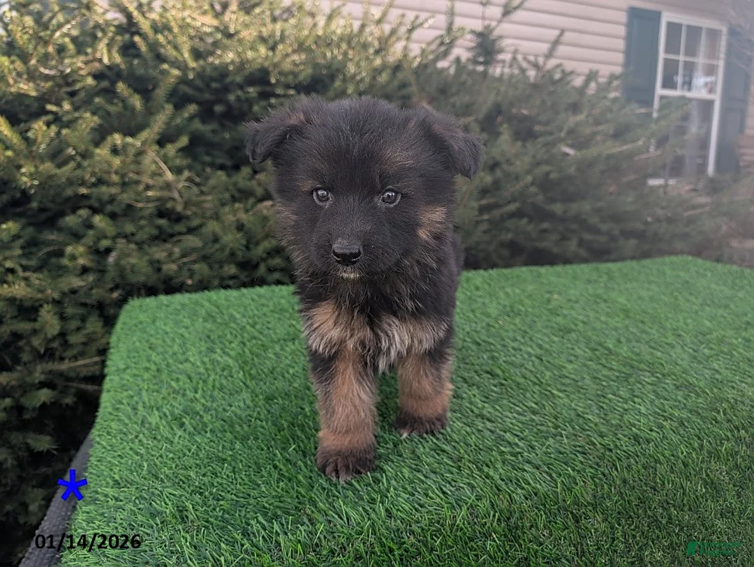 German Shepherd dogs for sale: Mason - Ad 1