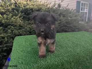 German Shepherd dogs Mason - Ad 36