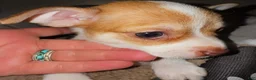 Chihuahua dogs for sale: Tinker bell  - Ad 4
