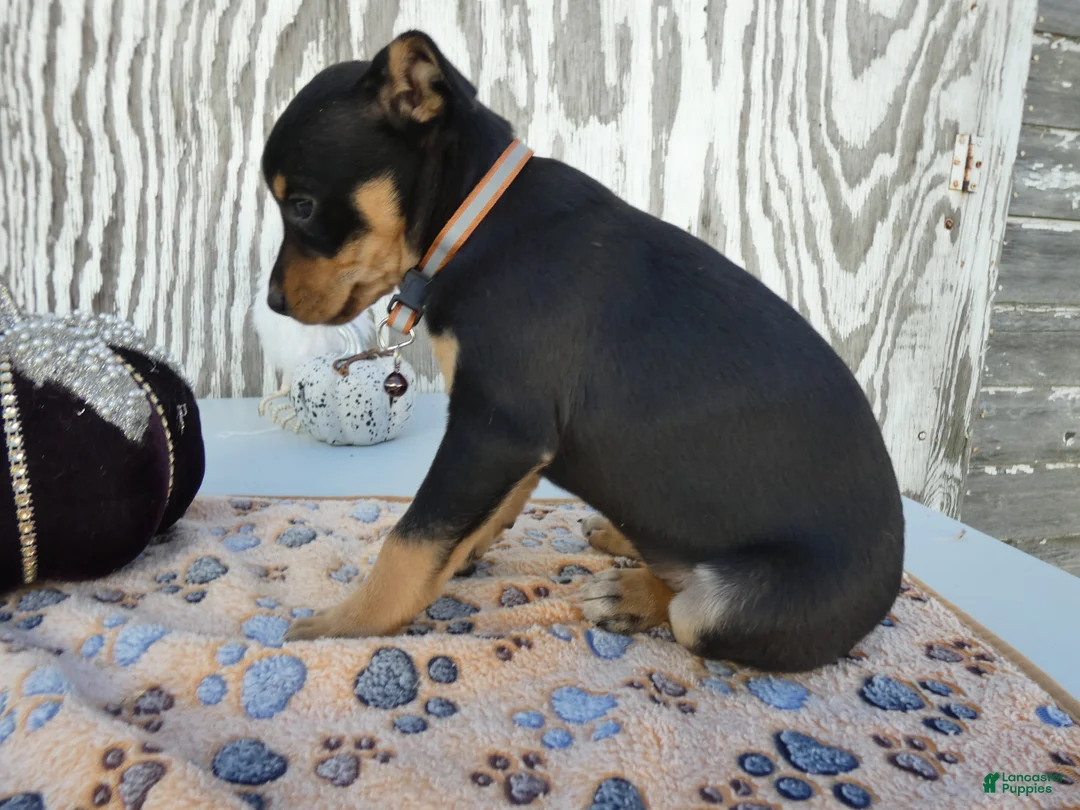 Jack Russell Terrier dogs for sale: Jack Russell Terrier 6 Pumpkin - Ad 2