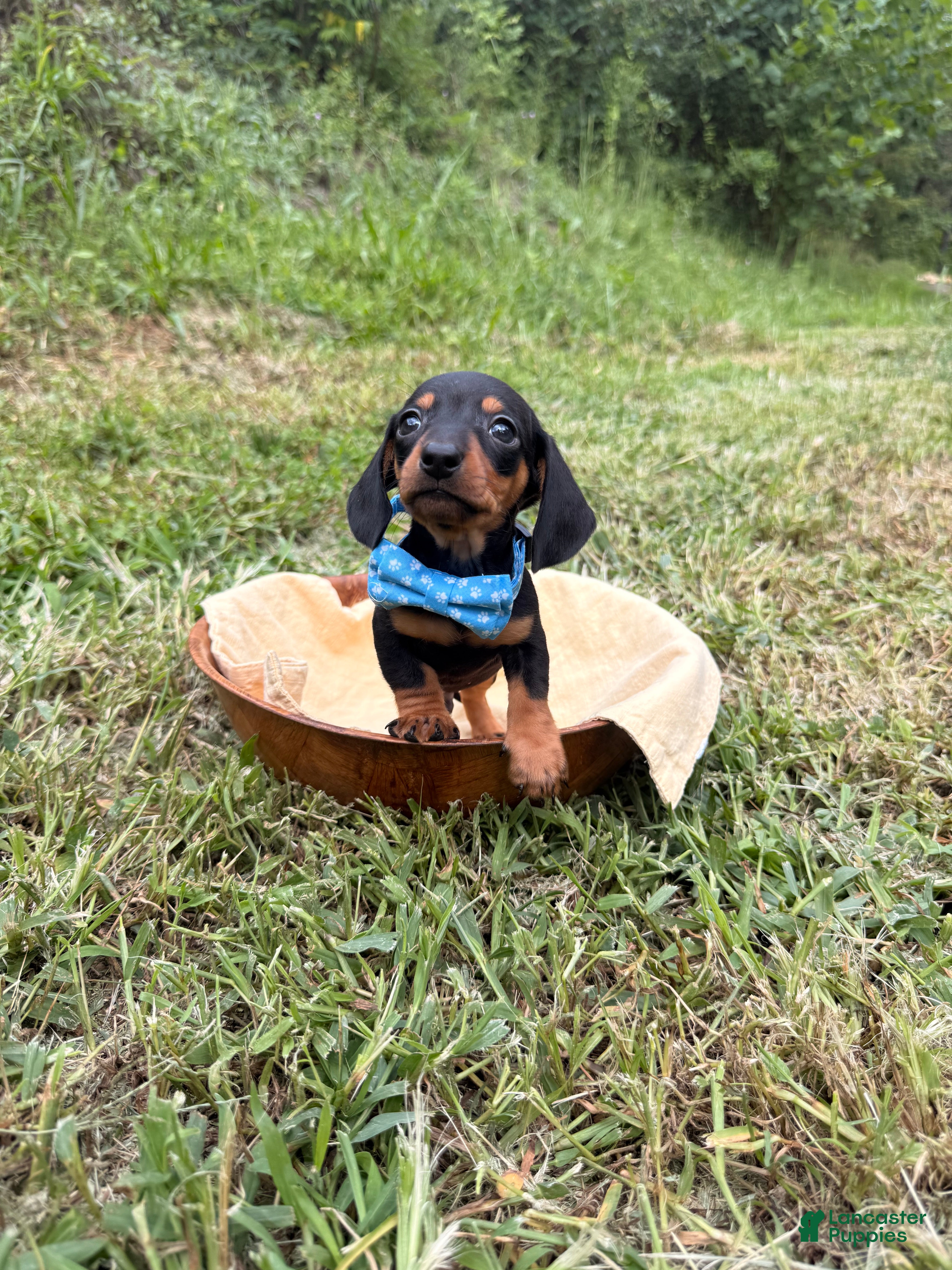 Miniature Dachshund dogs for sale: Miniature Dachshund Ziggy 💙 - Ad 2