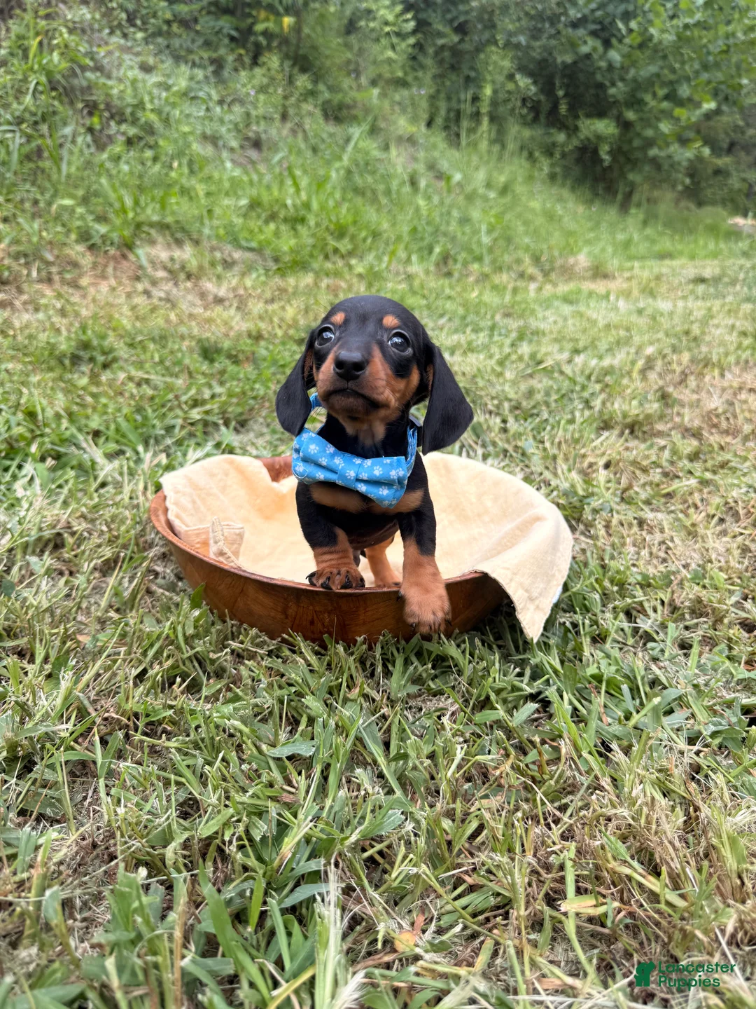 Miniature Dachshund dogs for sale: Miniature Dachshund Ziggy 💙 - Ad 1