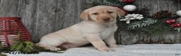Labrador Retriever dogs for sale: Maggie - Ad 1