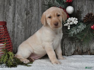 Labrador Retriever dogs Maggie - Ad 35