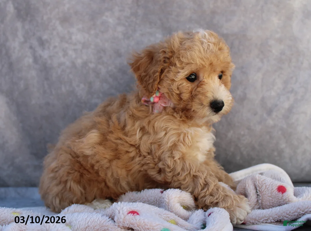 Bichpoo dogs for sale: Carmen - Ad 5