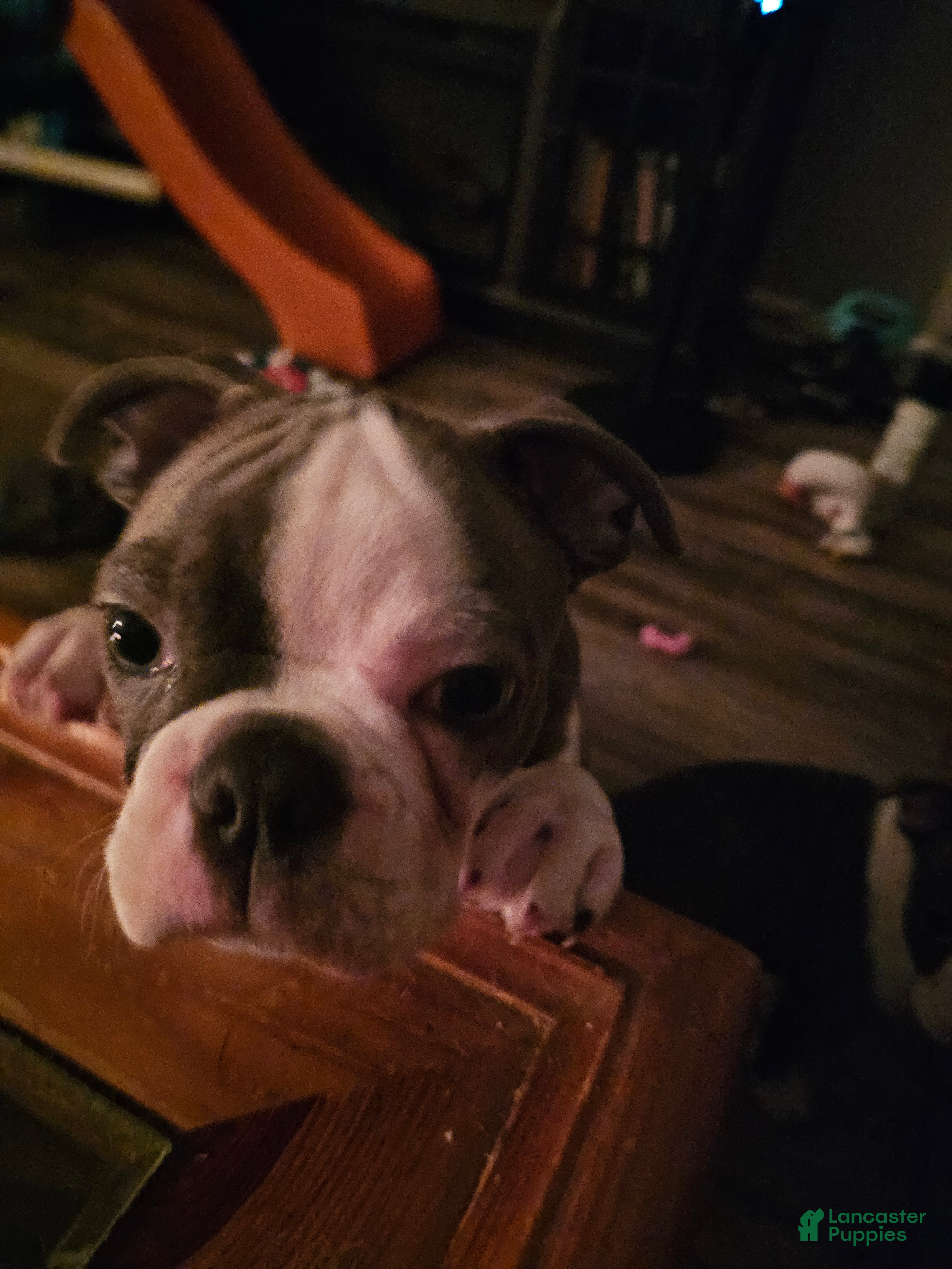 Boston Terrier dogs Max - Ad 2