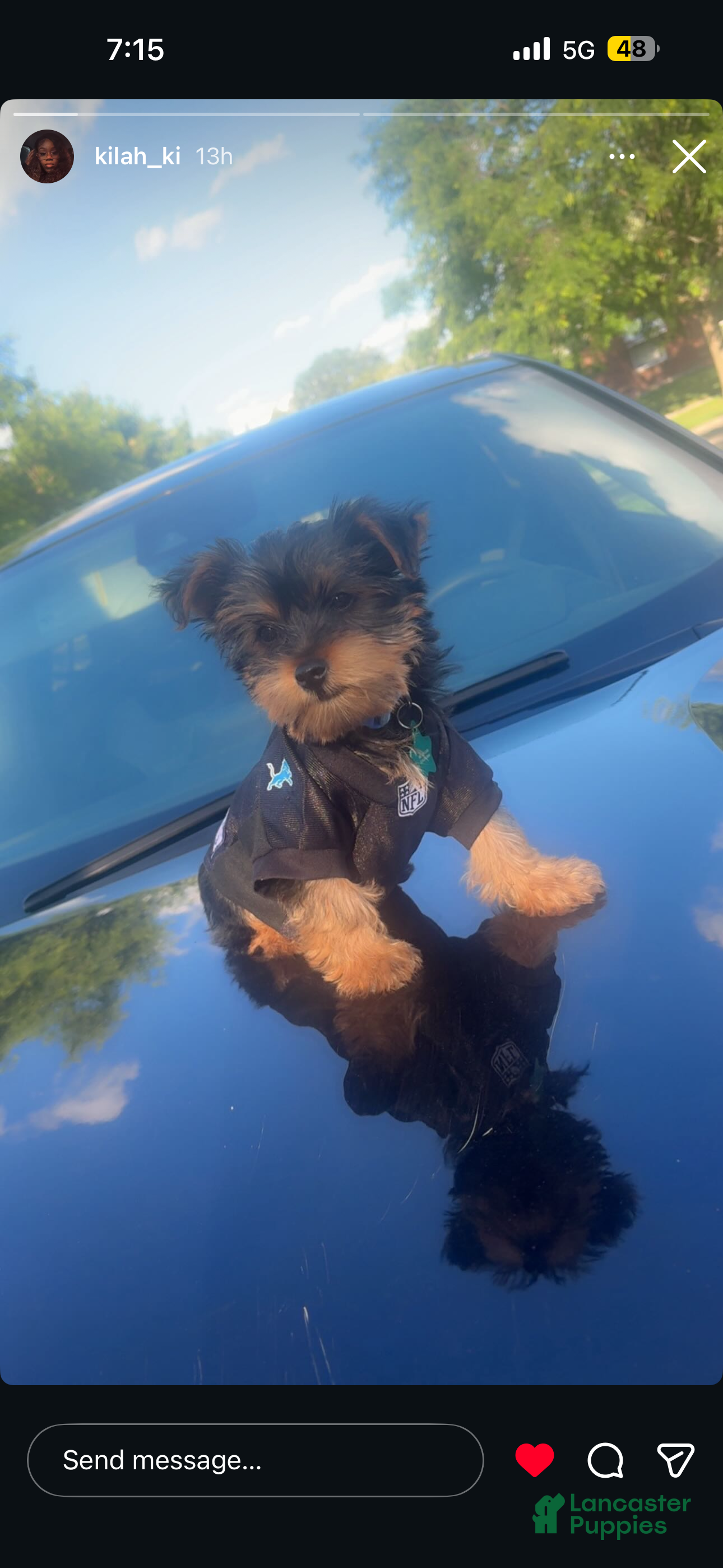 Yorkshire Terrier dogs Yorkshire Terrier 1 - Ad 1