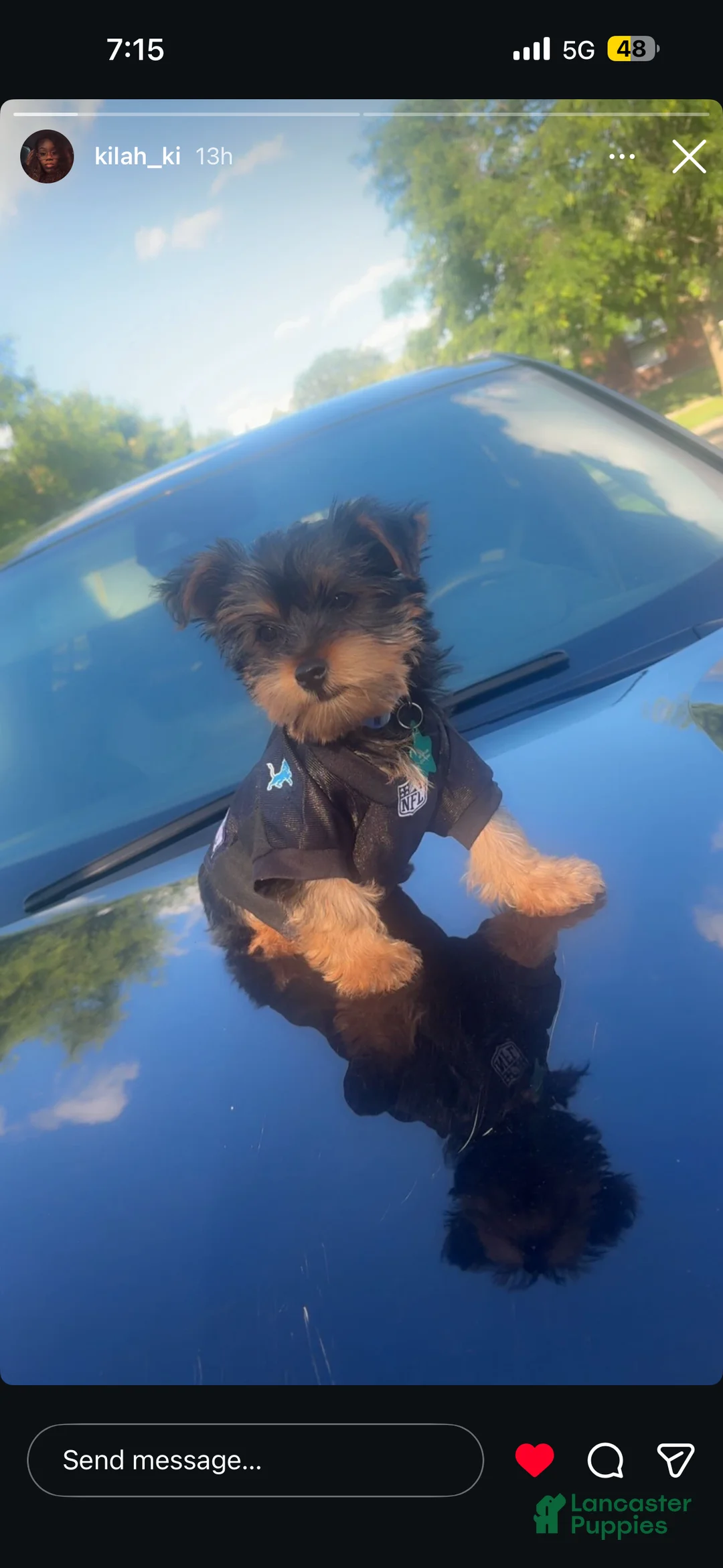 Yorkshire Terrier dogs for sale: Yorkshire Terrier 1 - Ad 1