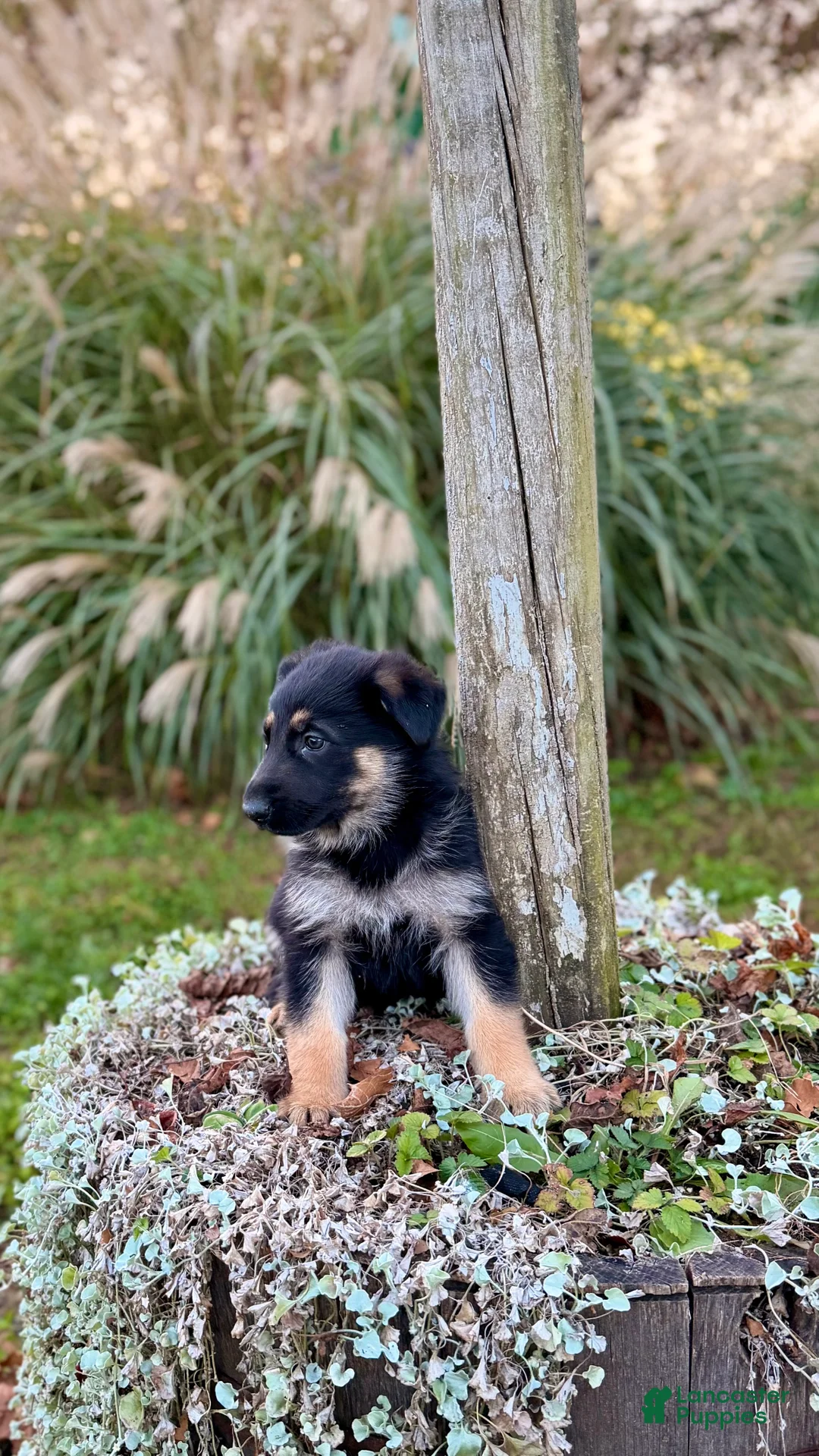 German Shepherd dogs for sale: Clover - Ad 2