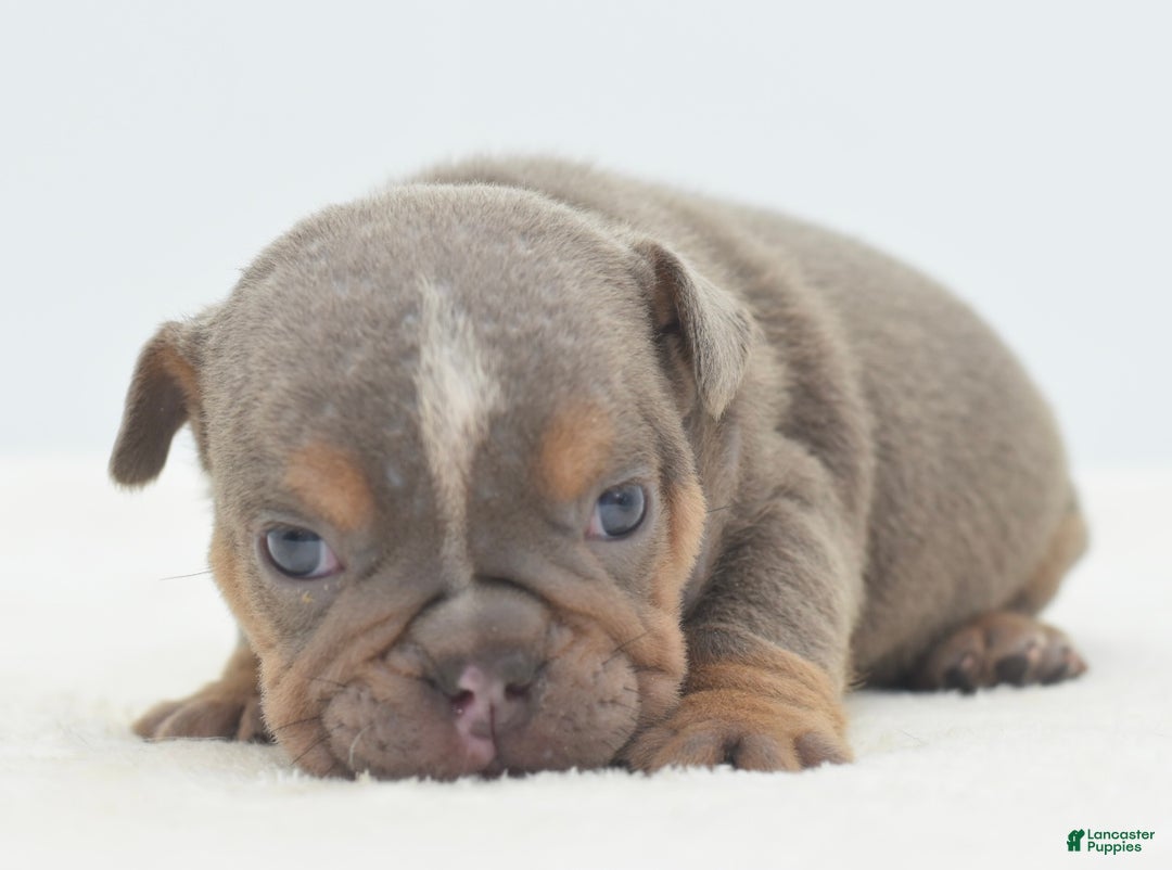 Mixed Breed dogs for sale: Lily tricolor hybrid  - Ad 3