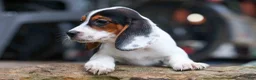 Beagle dogs for sale: Dolly💗 - Ad 5