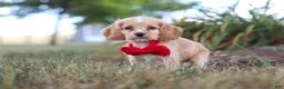 Cocker Spaniel dogs for sale: Boone - Ad 6