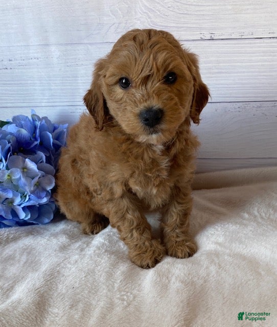 Mini Goldendoodle dogs Kirby - Ad 19