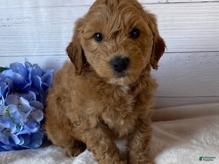 Mini Goldendoodle dogs Kirby - Ad 32